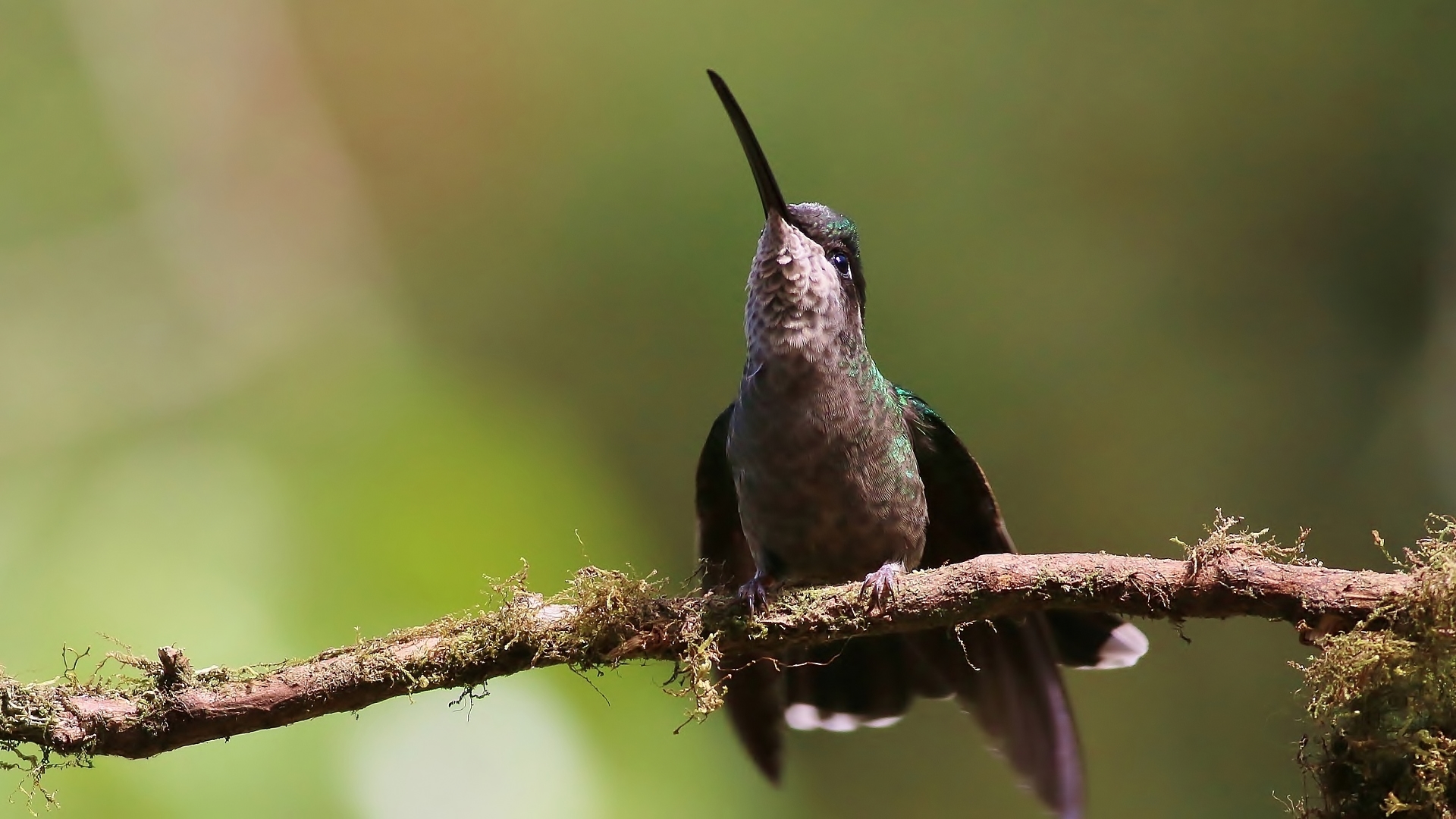 Green-crowned Brilliant